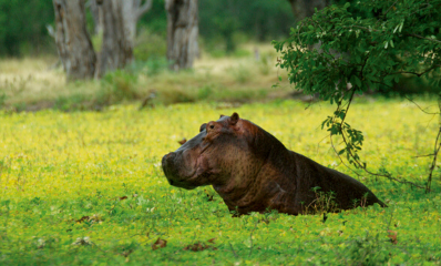 Hippo spotted while on a game drive in the Okavango Delta