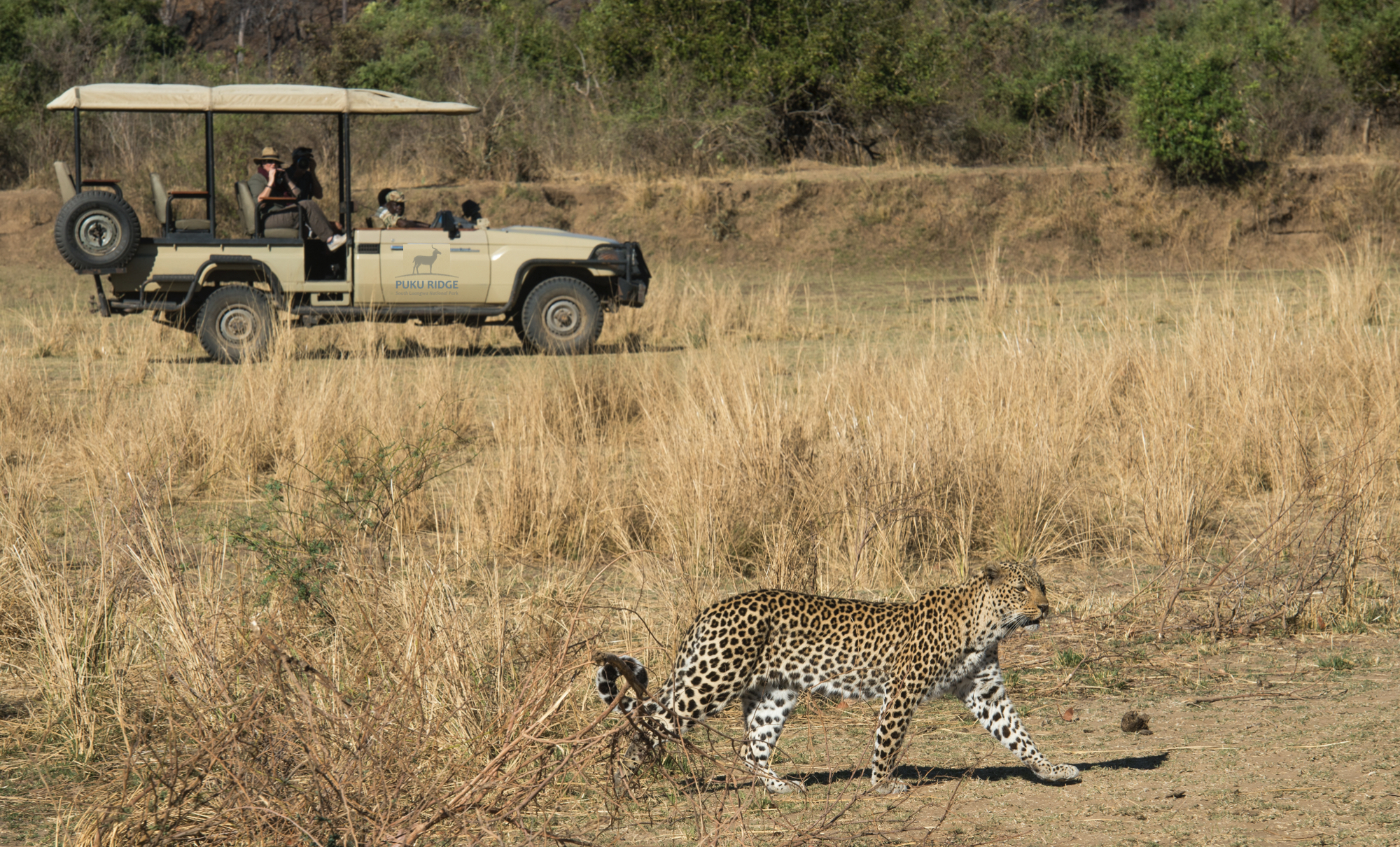 Leopard at Puku Ridge Camp
