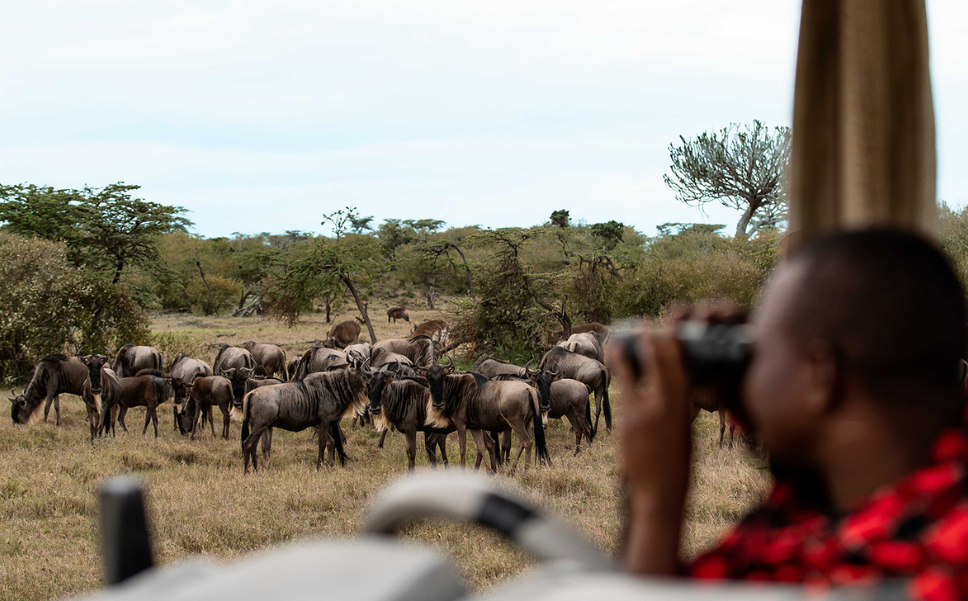 Maasai guide watches over a group of migrating wildebeest in the Maasai Mara.