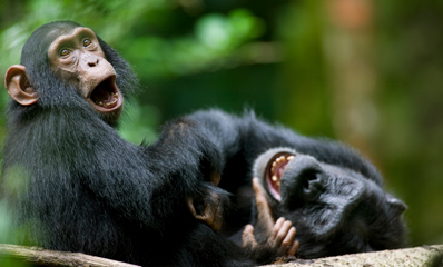 Chomps in Uganda
