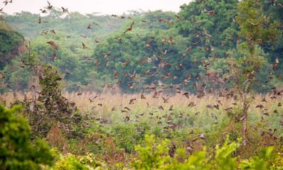 Zambia Bat Migration