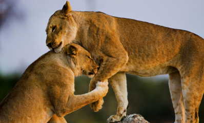 Lionesses cares each other affectionately.
