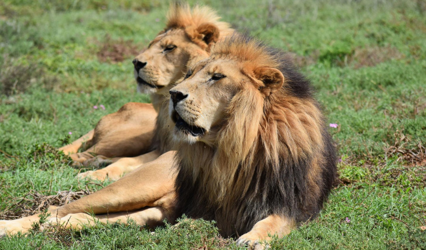 Born Free Big Cat Sanctuaries at Shamwari Private Game Reserve