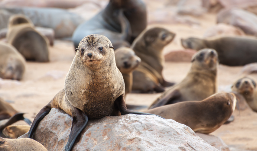 A colony of cape fur seals at Cape Cross Namibia