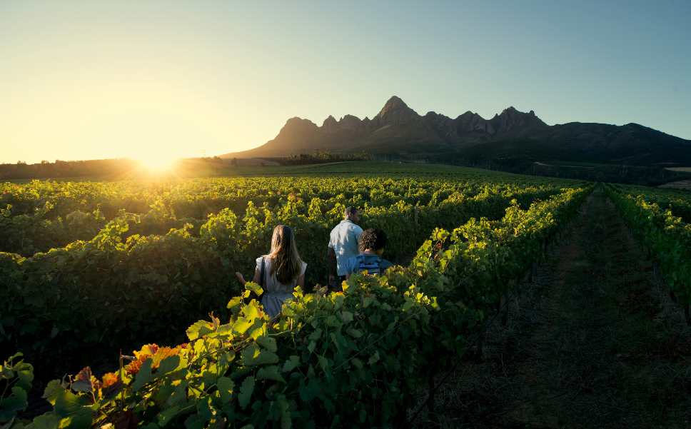 Group walk through a vineyard in the Cape Winelands.