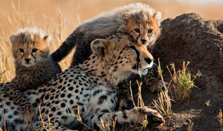 Cheetah with Cubs