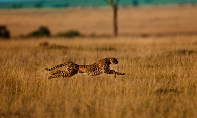 Cheetah running through the Serengeti