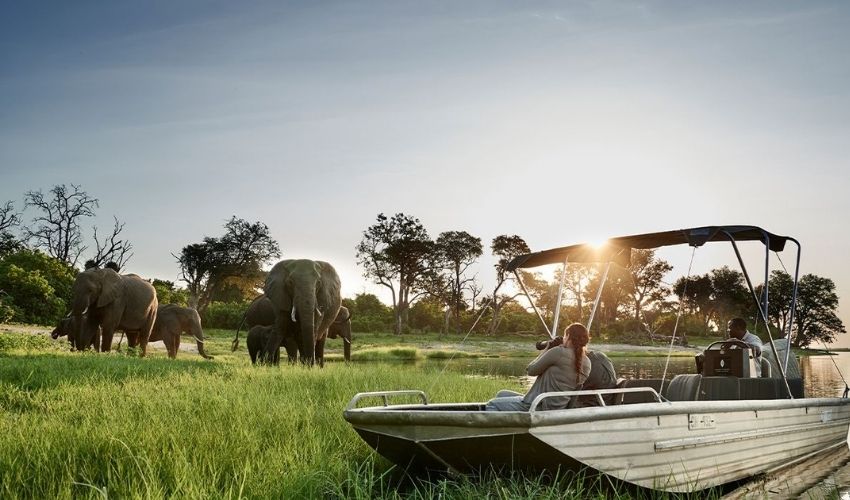 Chobe Elephants Water Luxury Safari