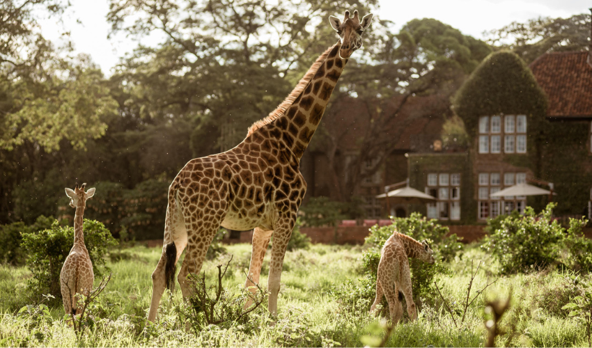 Two Calves at Giraffe Manor