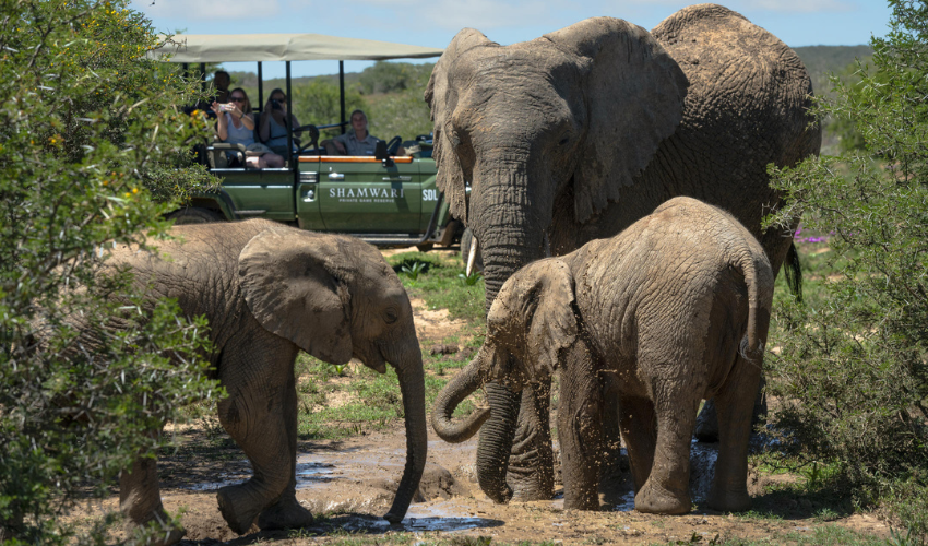 Elephant herd spotted while on a game drive at Shamwari Private Game Reserve