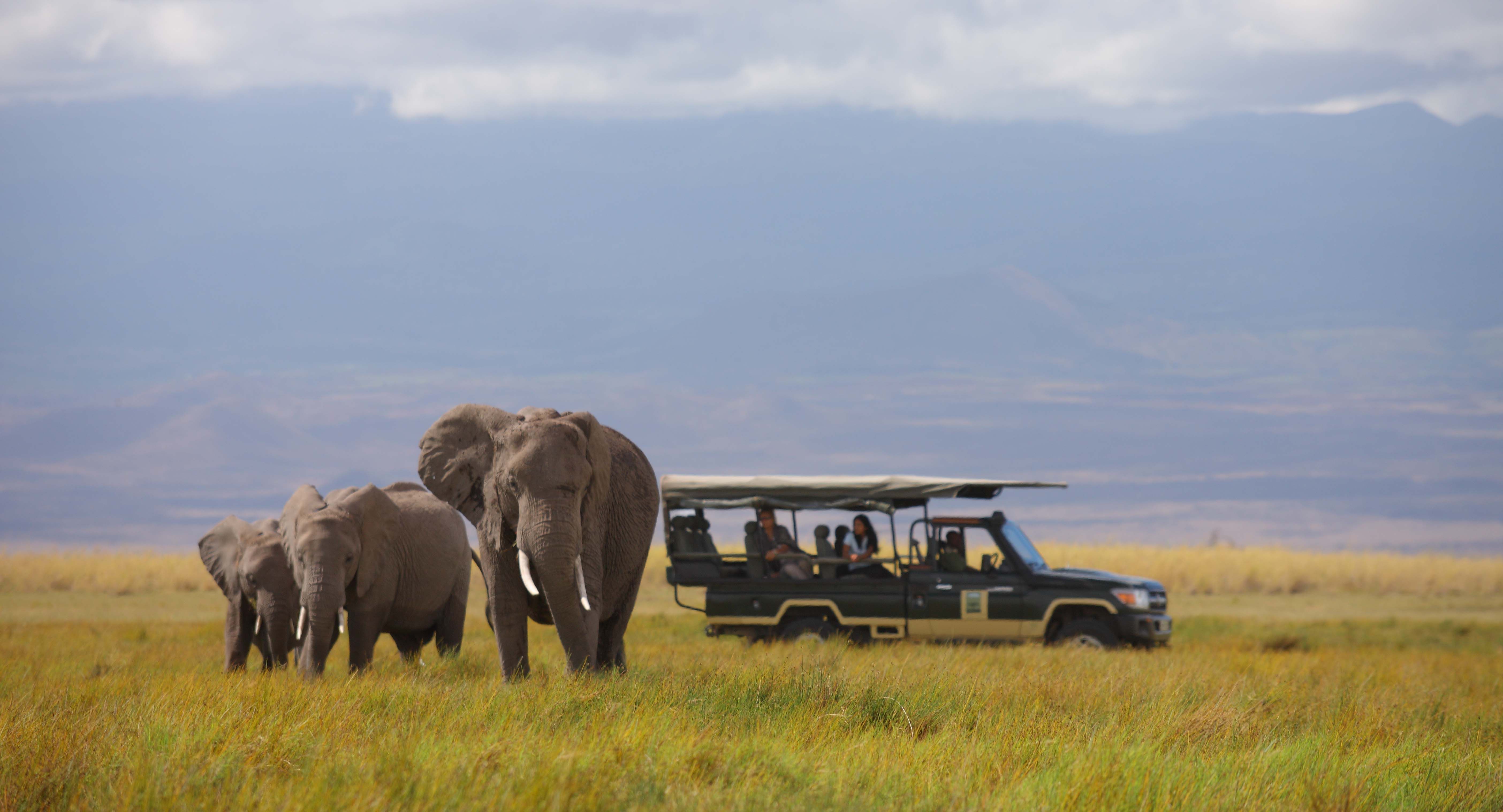 African Safari Kenya, Elephant Boom
