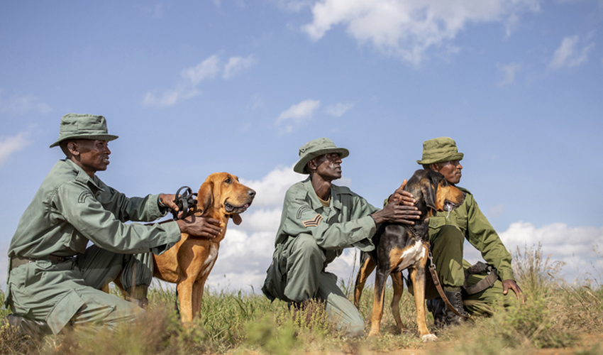 Enjoy a completely novel African Safari Kenya experiences at Loisaba Conservancy