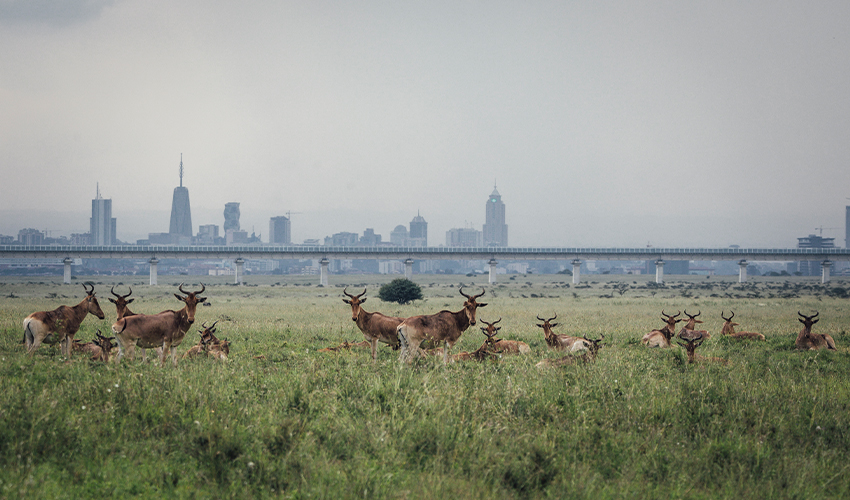 African Safari Kenya in the city. Nairobi National Park is on the outskirts of the capital city.