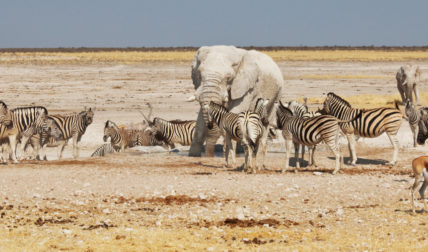 Wildlife Spotting at Waterhole in Etosha National Park Safari