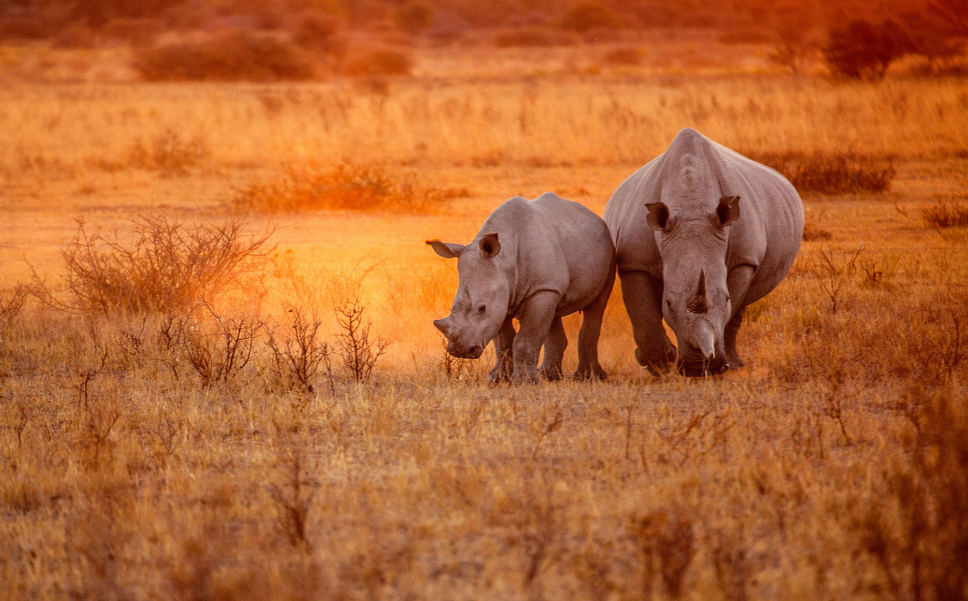 Family Safari South Africa