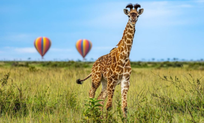 Young giraffe spotted while on a game drive in the Maasai Mara.