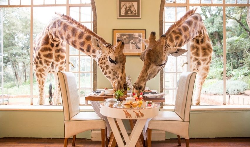 Share breakfast with new long necked friends at Giraffe Manor, Kenya