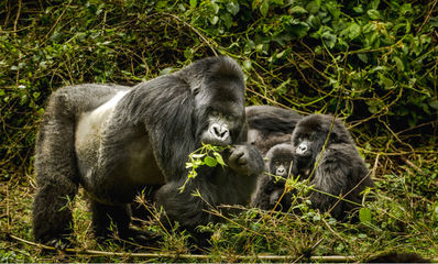 Gorilla and Big 5 Luxury Rwanda Safari