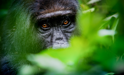 Gorilla spotted in the forests in Volcanoes National Park