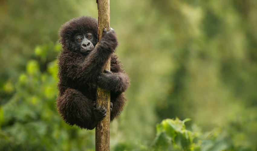 Gorilla Baby Spotted while on Gorilla Trek in Volcanoes National Park