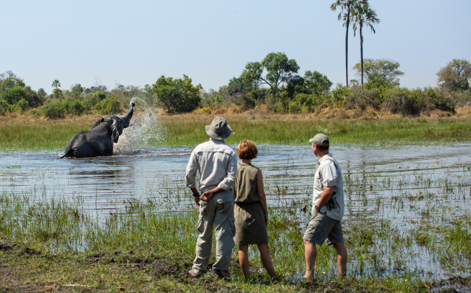 Elephant spotted in the waters of the Okavango Delta, during a walking safari.