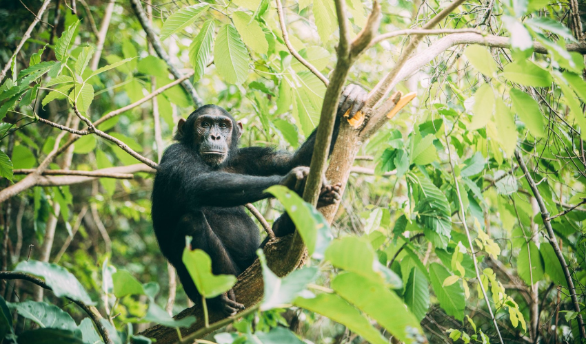 Chimpanzee Tanzania Safari