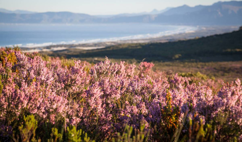 Erica irregularis blooming in the sunshine