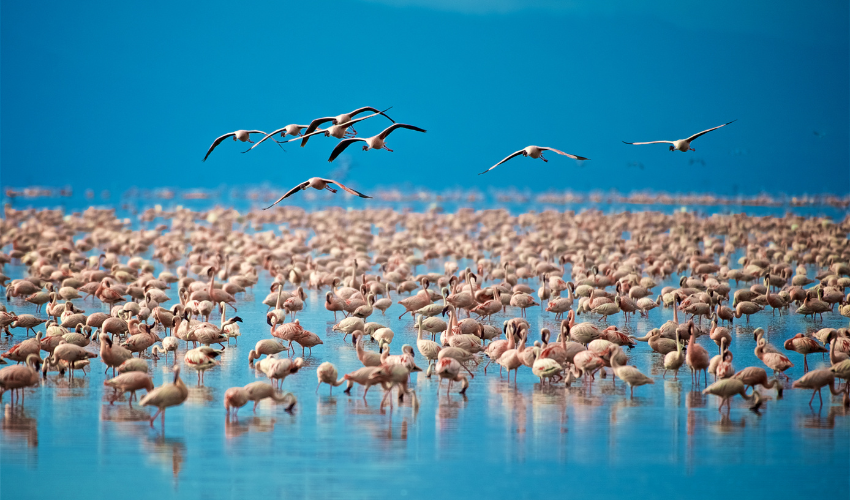 Flamingos of Lake Manyara