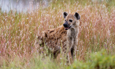An African wild dog spotted in the bush