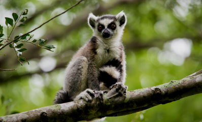 Ring-tailed lemur spotted in a tree in Mandrare