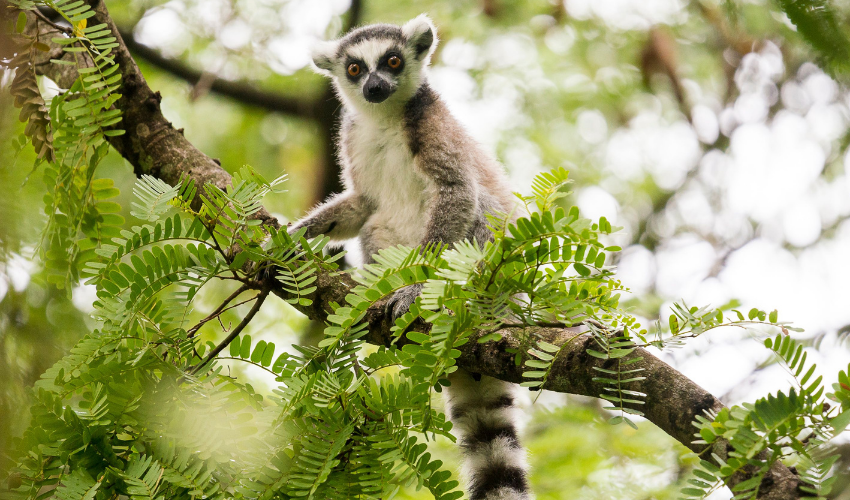 Lemur Madagascar