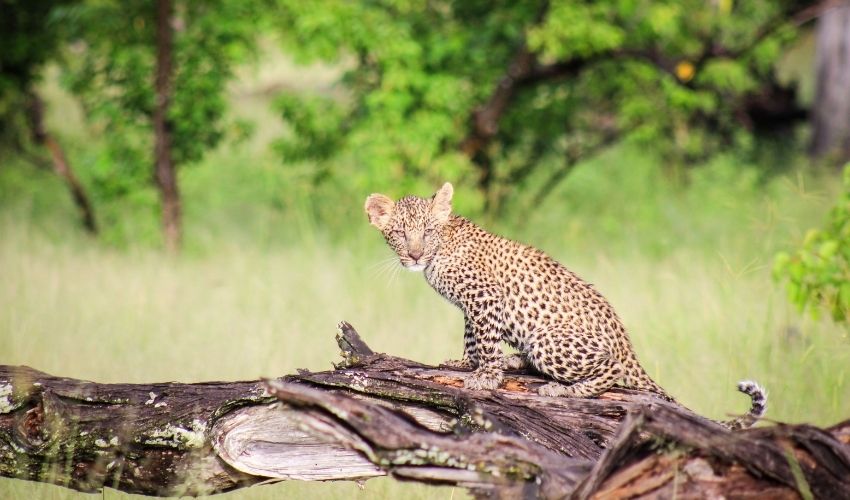 Moremi Leopard Luxury Botswana Safari