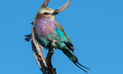 Lilac Breasted Roller in Botswana