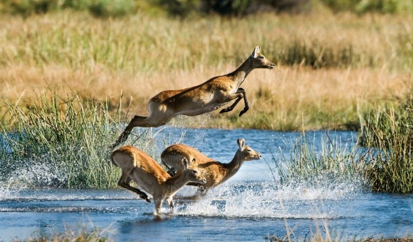 Okovango Wildlife Botswana Luxury Safari