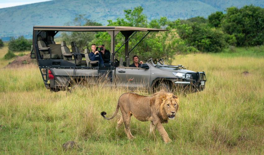 Lion Tracking Conservation Project