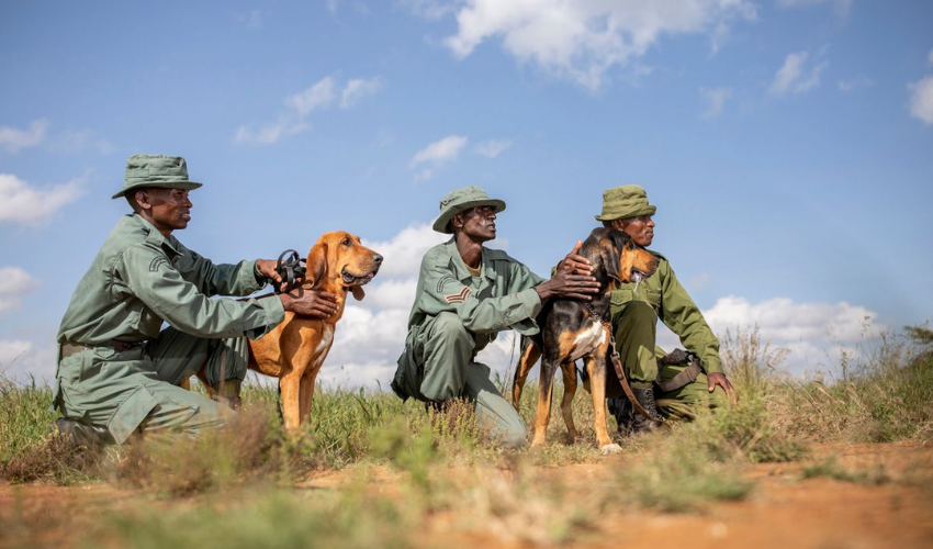 Loisaba Tracker Dogs