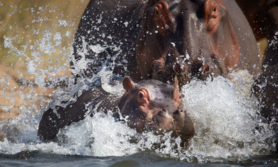 Adorable baby hippopotamus spotted in Zambia's Lower Zambezi National Park