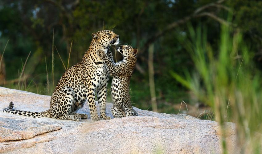 Leopards spotted at Sabi Sand