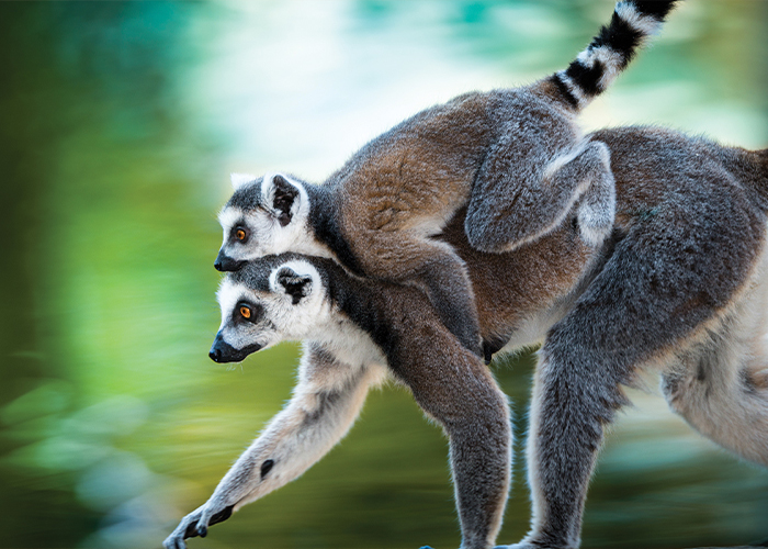 Madagascar