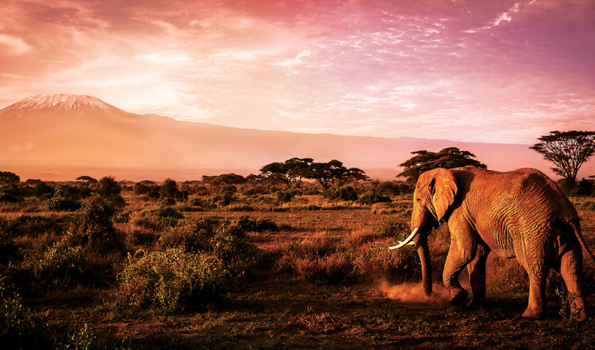 Elephant in Amboseli National Park