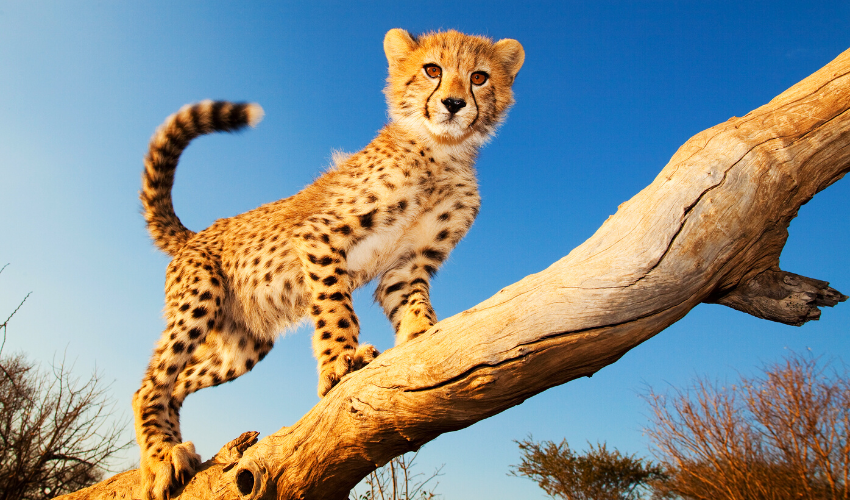 Cheetah Cub Kenya Safari Tours