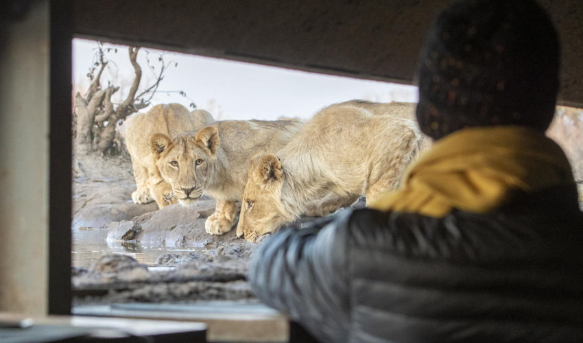 Excellent predator and elephant viewing from the Photographic Hides