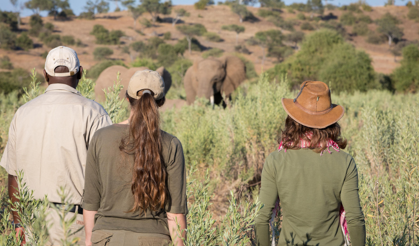 A walking safari means coming closer to the local wildlife such as elephants.