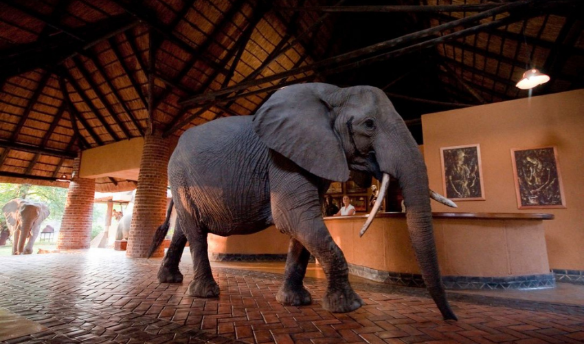 Mfuwe Lodge Zambia Elephants