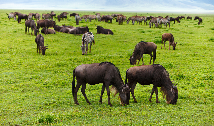 Wildebeest Migration