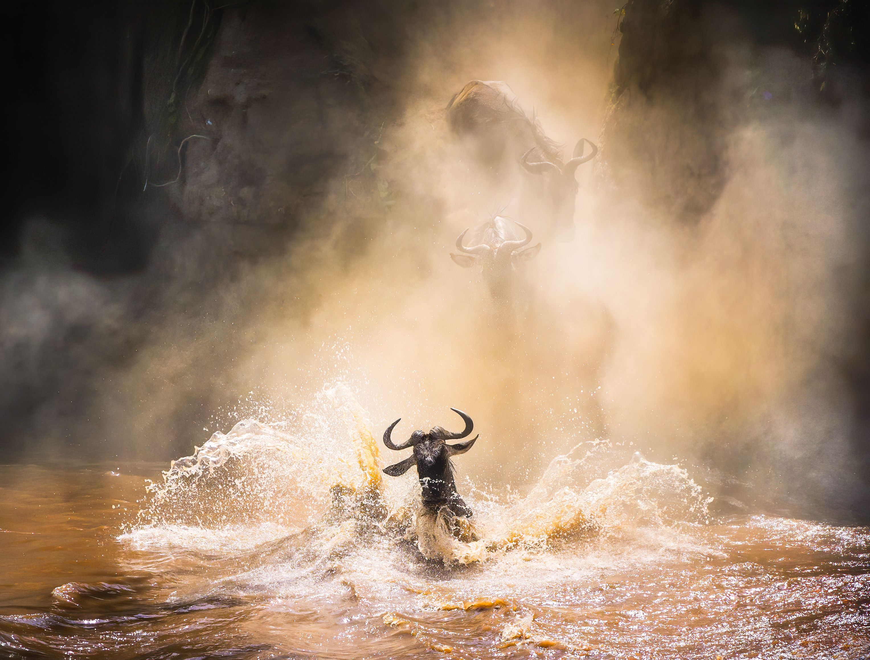 African Safari Kenya, watch the wildebeest cross the Mara River during the great migration