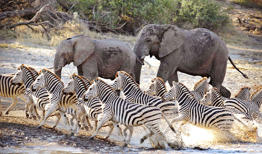 Jack's Camp Botswana Luxury Safari