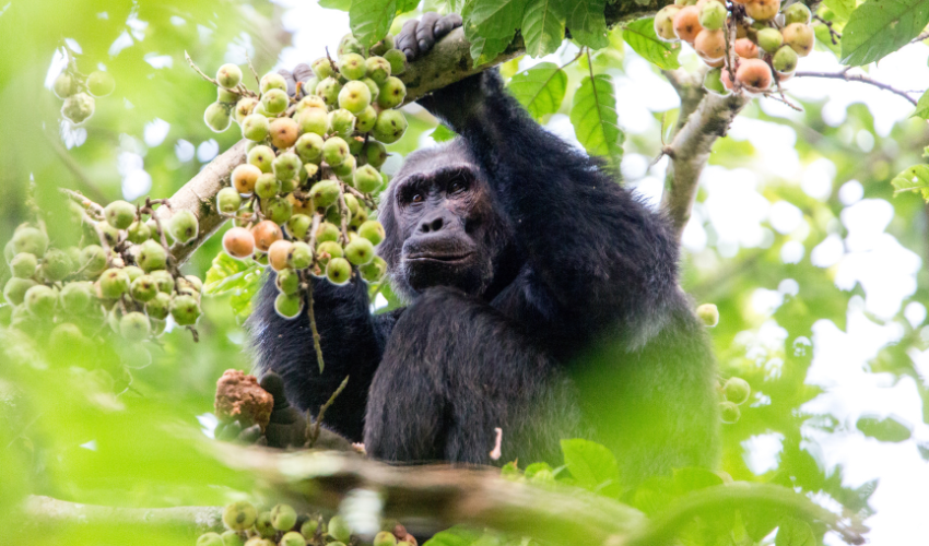 Nyungwe Chimpanzee Trek