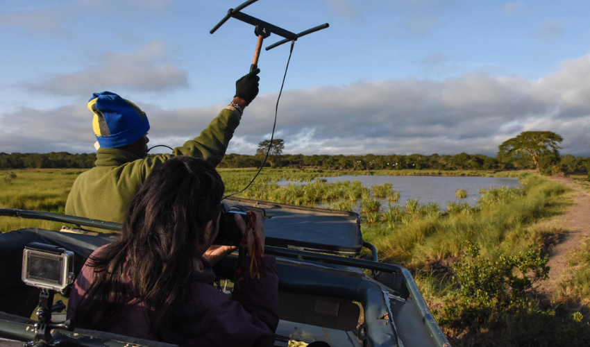 Several lions on the conservancy have been fitted with radio collars, and you can learn how to track them with the researchers with a special tracking device. When you locate a pride, you will learn how to identify the individuals by notches on their ears, whisker patterns, and other distinguishing marks. All data is passed to the Ol Pejeta Ecological Monitoring team in order to further understand these magnificent predators. Guests remain in the vehicle at all times.