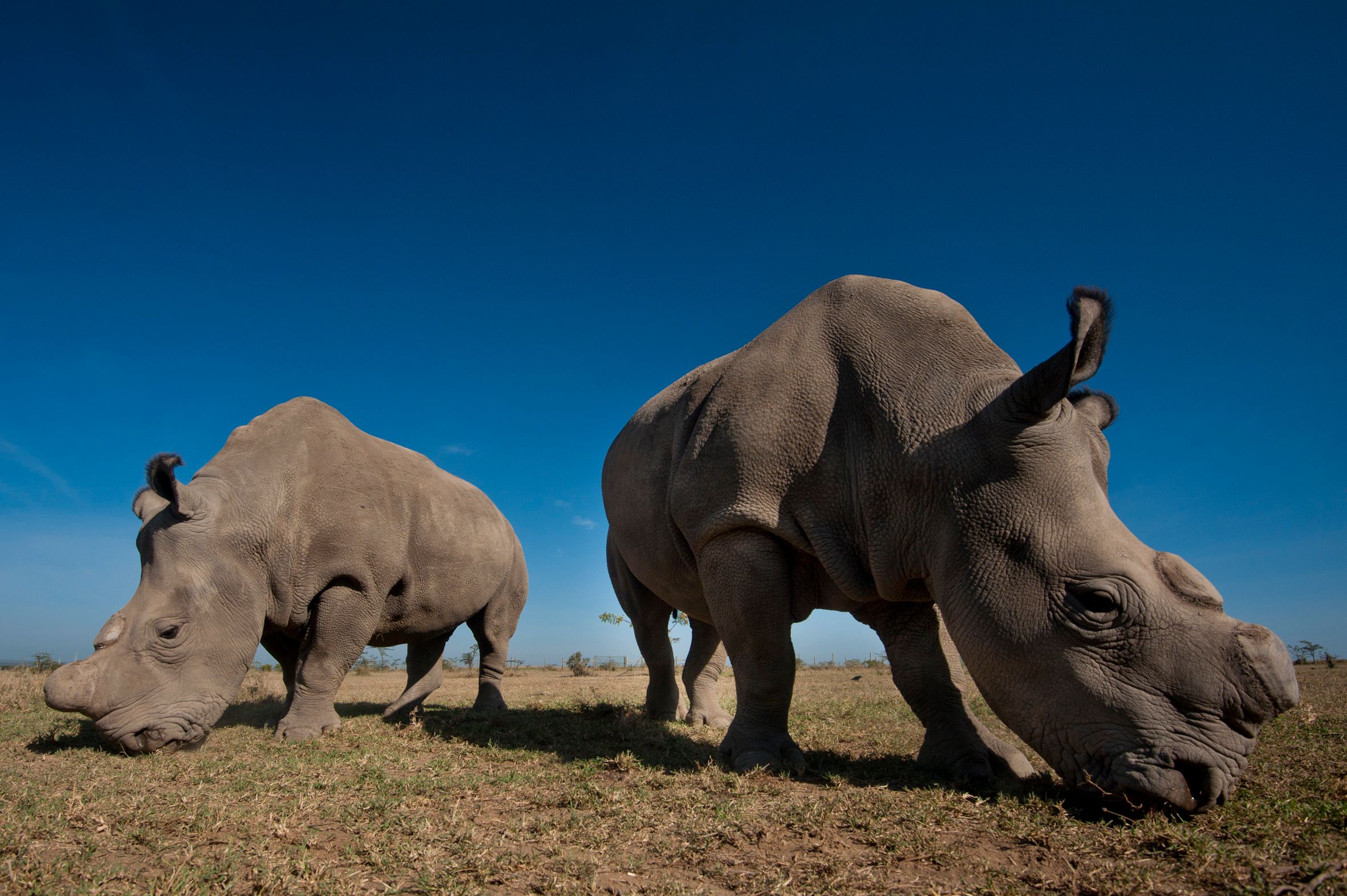 African Safari Kenya, Ol Pejeta Conservancy Rhinoceros 